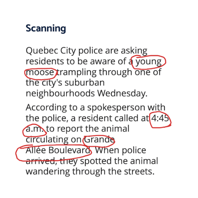 Scanning: the eye rests on the words 'young moose', '4:45 am', 'Grande Allee Boulevard' -- what, when, where?